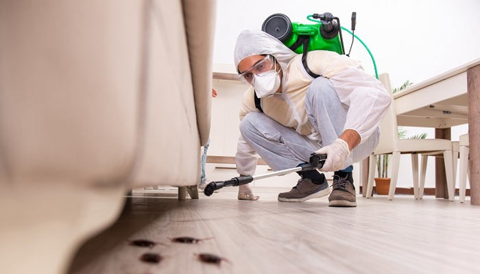 Pest inspection services- What to do if you find pests?